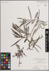 Foto von Salix eleagnos Scop.